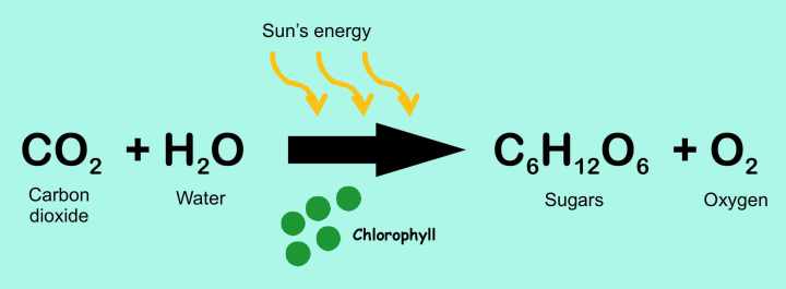 photosynthesis_equation