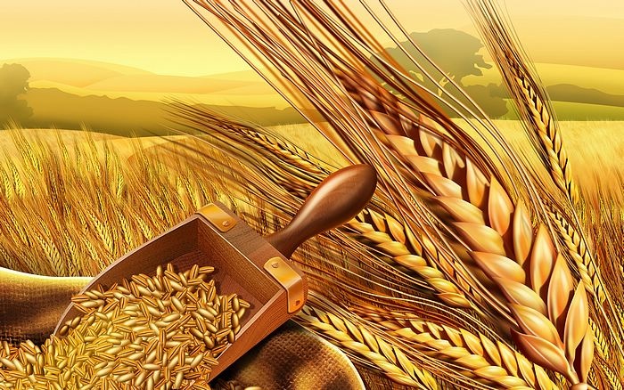 PSD_Food_illustrations_3118_wheat_and_wheatear